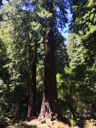 ARBRES 2
